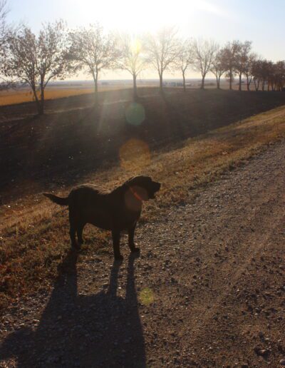 dog out in the field