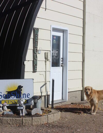 dog standing in front of the sonshien kennels