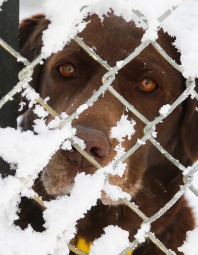 dog inside a kennel