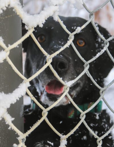 dog inside a kennel