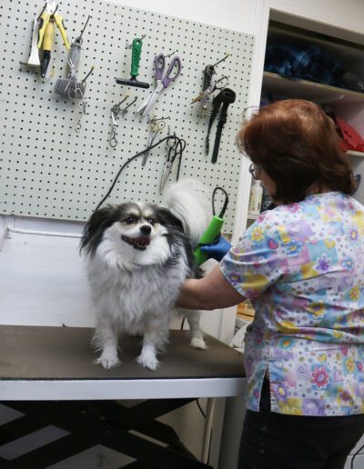 pet grooming