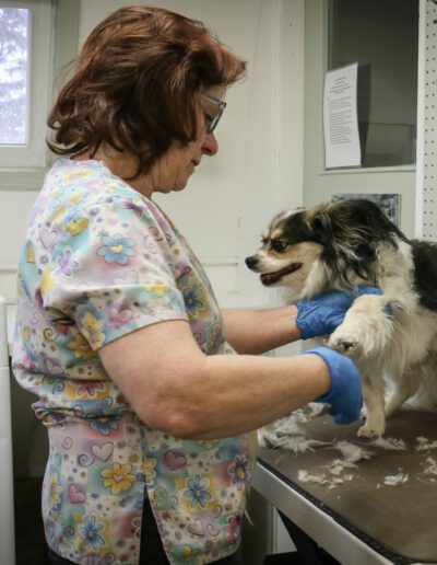 dog getting nails clipped by pet groomer